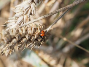 Käfer im Getreide